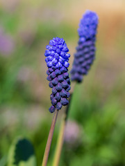 Beautiful blue muscari flowers. Viper onion or mouse hyacinth. Spring blue wildflowers