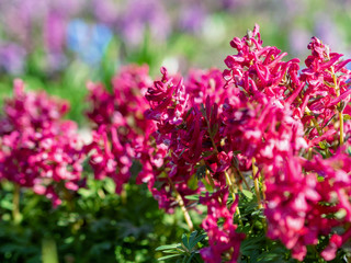 Red spring flowers with blurred background