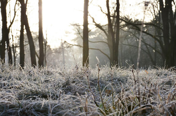 Beautiful autumn landscape. The sun's rays illuminate the trees. Sunrise in the forest. Frost. Early morning in nature. Frost on the grass. Wildlife.