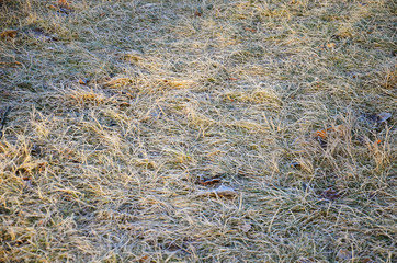 Background, texture. Yellow grass covered with frost. Autumn grass is illuminated by the evening sun.