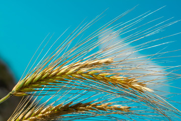 closeup of some wheat spikes and the text world food day against an off