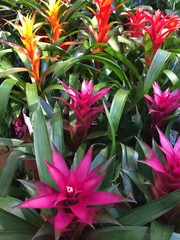 Fototapeta premium bromeliad plants at the market