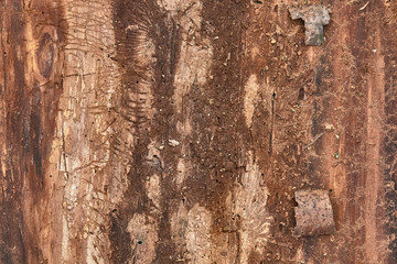 texture of tree bark decorated with patterns left over from the bark beetles