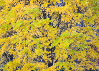 An amazing tree of prehistoric origin, the ginkgo, or maidenhair tree turns a brilliant yellow-gold during the autumn season.