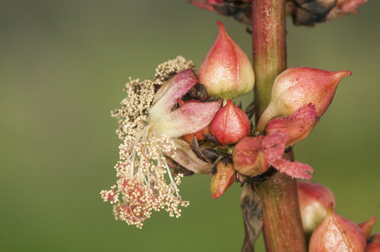 Ricinus communis the castor bean or oil plant very toxic with beautiful white and red flowers as well as fruits of intense red color