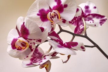 Fototapeta na wymiar Branch orchid flowers on white background.Pink purple white Phalaenopsis Orchid flower window tropical garden