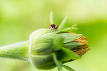 Macro spider wildlife beautiful color nature