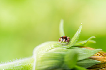 Macro spider wildlife beautiful color nature