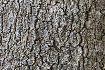 Close-up of an old, aged and cracked tree's bark texture. Abstract natural full frame textured background.