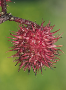 Ricinus communis the castor bean or oil plant very toxic with beautiful white and red flowers as well as fruits of intense red color