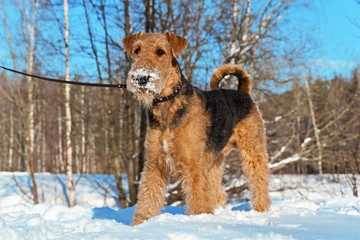 Dog  breed Airedale Terrier stands in the snow in the sunny winter park