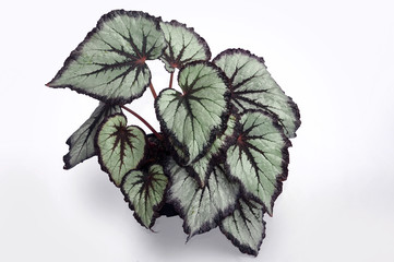 begonia rex on a white background