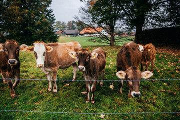 Kuh Herde Cow Bauernhof Rinder Zucht
