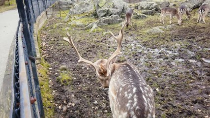 Fallow deer male buck scratch his back at Slottskogen Park, Gothenburg, Sweden