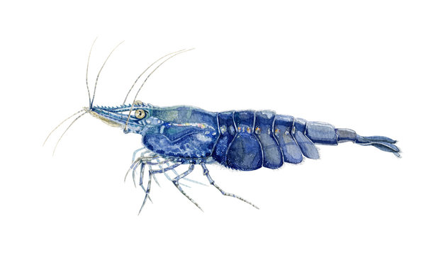 Fresh shrimp watercolor illustration. Hand painted closeup raw prawn seafood. Tasty restaurant shrimp image. Marine sea food object isolated on white background.