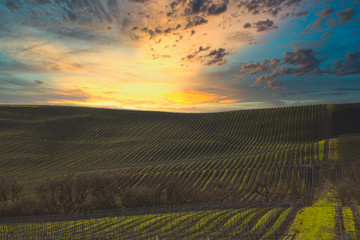 Sunset over a California Vineyard 