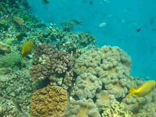 Naklejka na ściany i meble Great Barrier Reef under water Queensland Australia