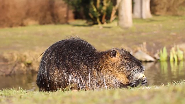 Nutria, Myocastor coypus or river rat in the wild near the river