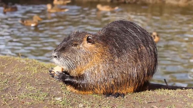 Nutria, Myocastor coypus or river rat in the wild near the river