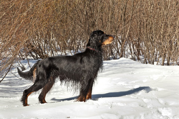  Dog breed Setter Gordon standing in sunny winter forest