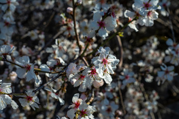 Spring blossom background. Beautiful nature scene with blooming tree and sun flare. Sunny day. Spring flowers. Abstract blurred background. Springtime