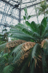 Naklejka premium In the conservatory of the botanical garden of tropical plants.