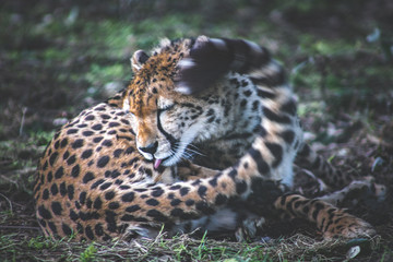 Cheetah