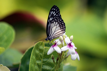 butterfly on a flower