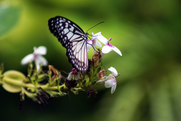 butterfly on a flower
