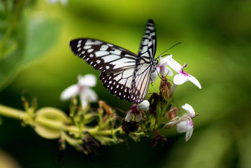 butterfly on a flower