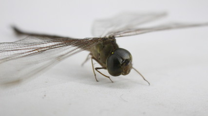 acercamiento libelula