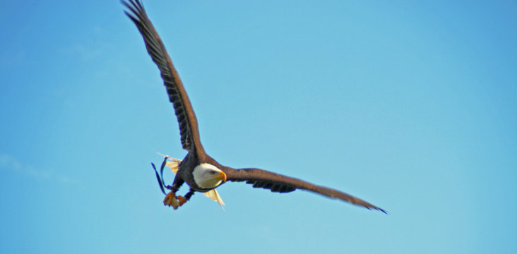 El vuelo majestuoso de la reina de los cielos