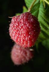 Ripe raspberry berry  Low-key lighting
