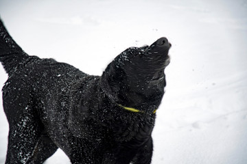 big black dog in the snow with white snout