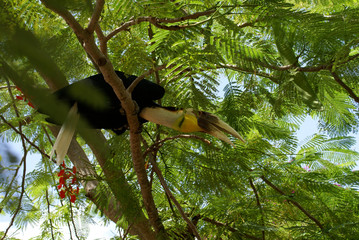 Birds on the island of Bali. Indonesia