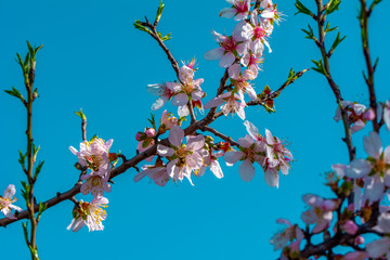 Spring blossom background. Beautiful nature scene with blooming tree and sun flare. Sunny day. Spring flowers. Abstract blurred background. Springtime