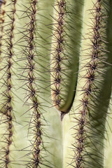 Saguaro Cactus in the Sonoran Desert