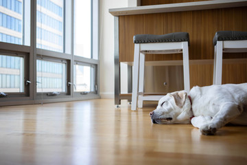 Labrador Retriever Sleeping  in a City Apartment © Diane Diederich