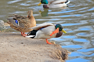 shy drake does not want to pose for the camera