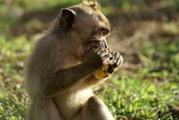 Fauna of the island of Bali - monkeys