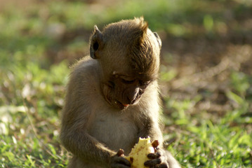 Fauna of the island of Bali - monkeys