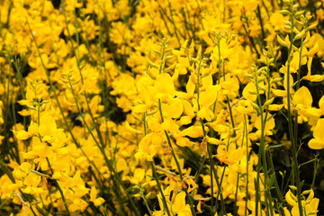 natural flowering yellow bush , Nature background