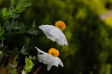 White blooming flowers of Matilija poppies or Romneya coulteri, sometimes called fried egg flower, native to California