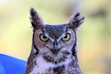 Great Horned Owl