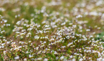 Blurred plant background. Small flowers and grass. Selective focus.