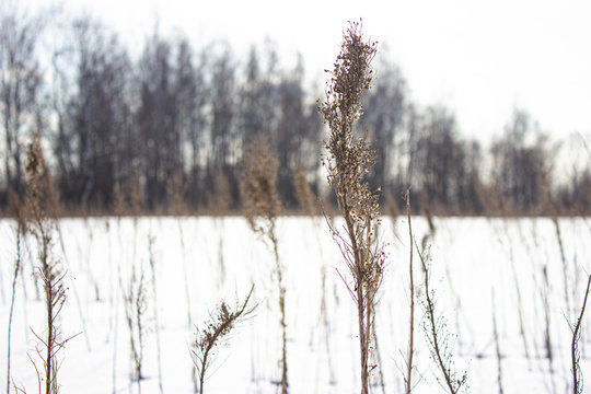  Spring dield