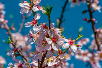 Spring blossom background. Beautiful nature scene with blooming tree and sun flare. Sunny day. Spring flowers. Abstract blurred background. Springtime
