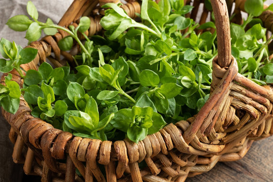 Chickweed in a basket - a wild edible plant collected in spring