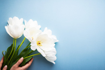 Obraz na płótnie Canvas White tulips on blue background top view. Happy spring Holidays. Valentine's day. Birthday. Women's day. Easter. Flower wedding card, invitation, banner
