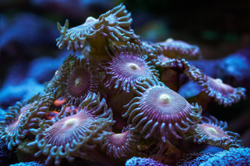 Underwater world. Beautiful Zoanthid or button polyps Zoanthus 